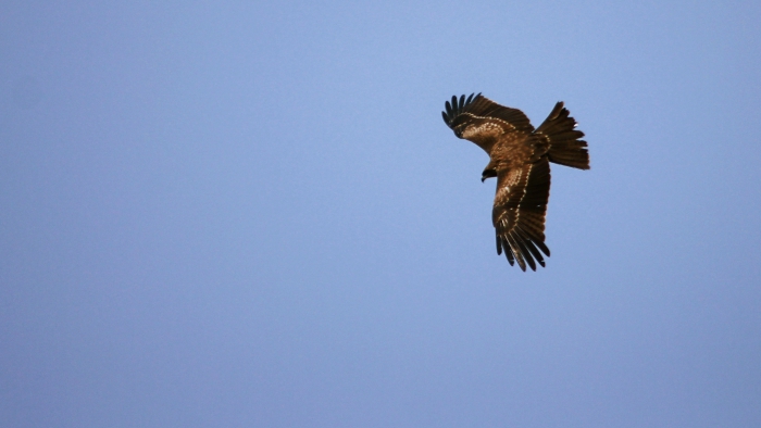 Eagle seen from UN Park