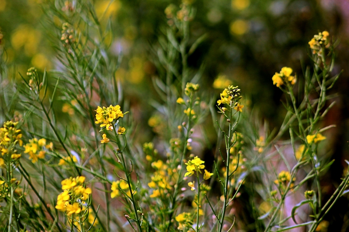 Yellow Flowers on the Way to UN Park