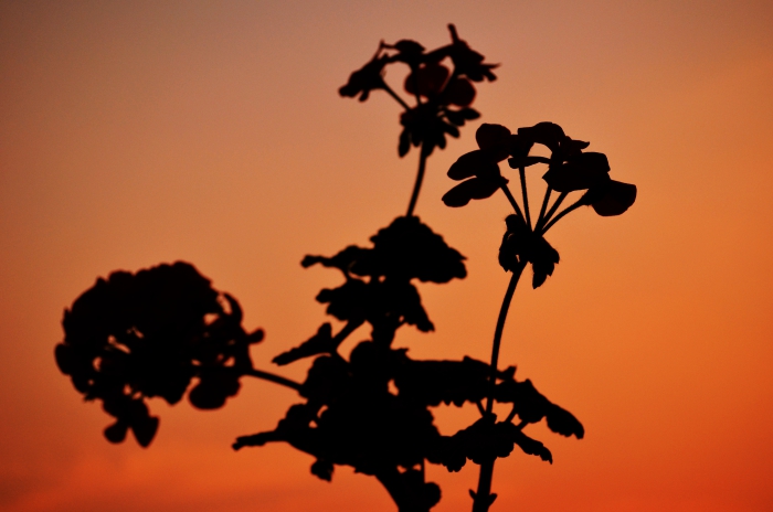  Flower Silhouette During Sunset at Buddhanagar, New Baneshwor, Kathmandu, Nepal