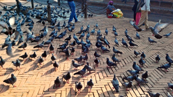 Pigeons in Patan Durbar Square