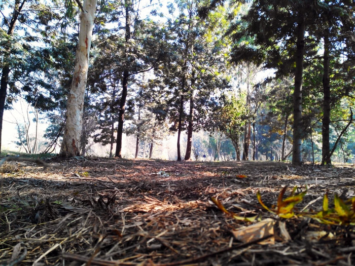 Grass View in UN park