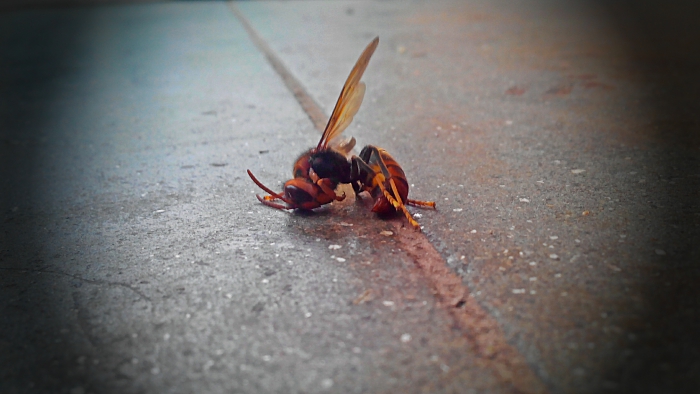 Bee Lying on Floor